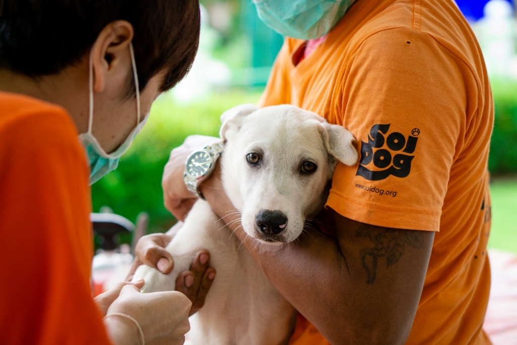 Soi Dog Foundation Celebrates Half-a-Million Sterilizations