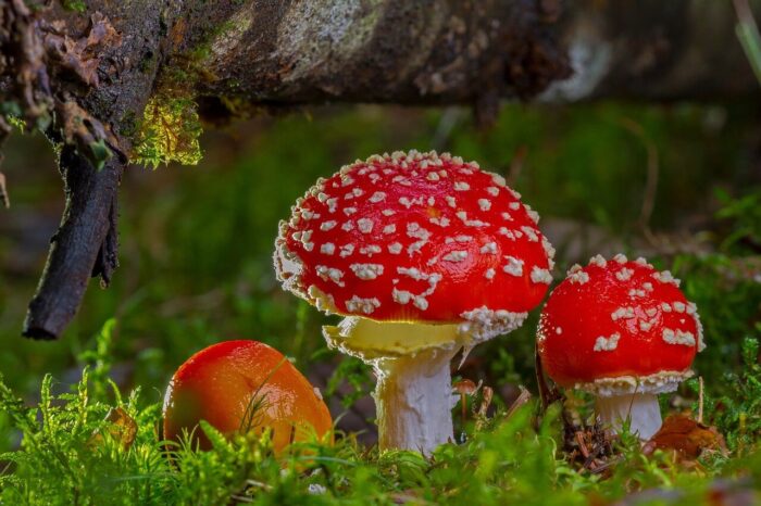 Bright color mushrooms
