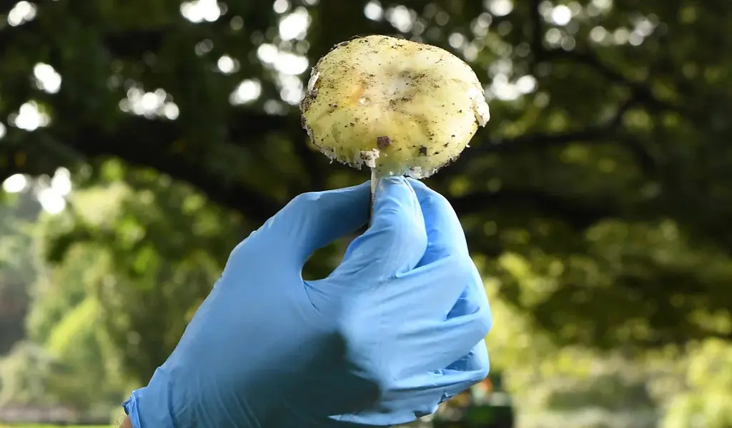 Dreadful Mushroom Meal: Murder Investigation Unveiled Then Horrendous Community Lunch In Austrailia