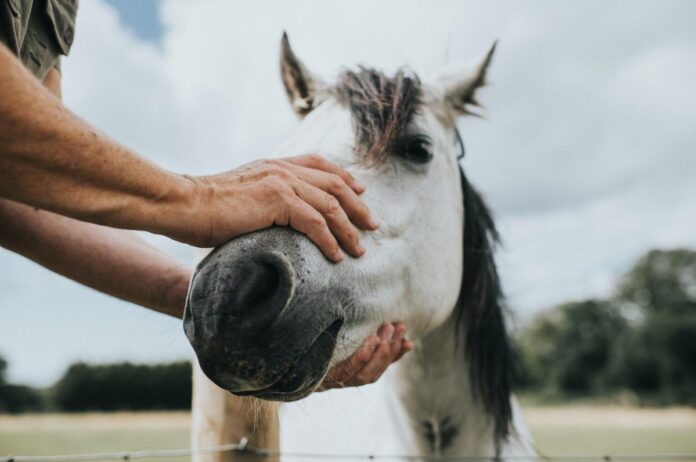 Combating Habitual Horse Condition Issues: Professional Pointers And Recommendation