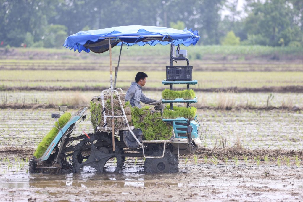 Thailand Decreasing Rice Planting Rattles International Markets