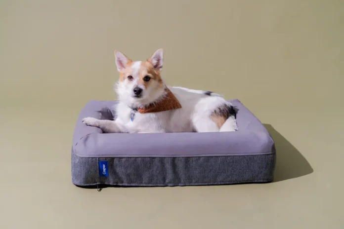 Uncovering the Reality: Are Orthopedic Canine Beds In reality the Easiest Choice for Your Hairy Pal? – Chart Assault