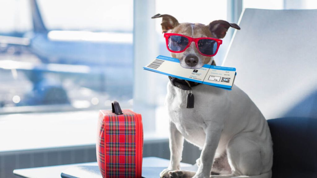 8 Issues to Imagine Ahead of Shifting to Thailand With Your Canine