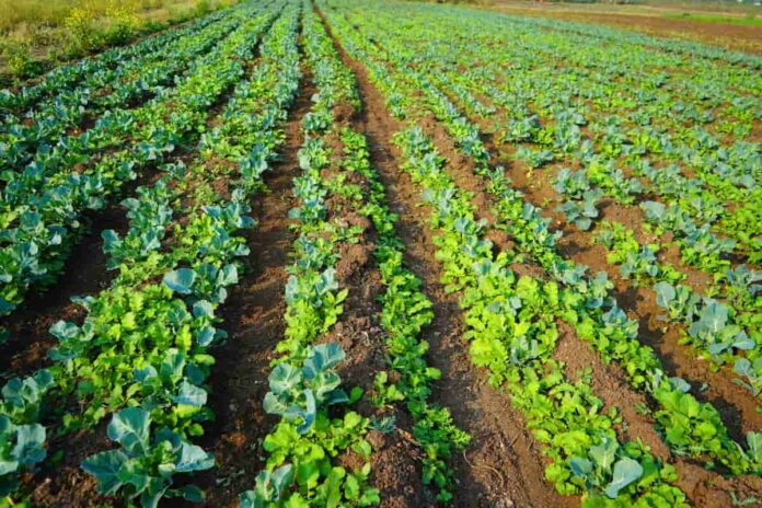 Eco-Pleasant Farming: 6 Pointers For Sustainable Agriculture Practices – Chart Assault