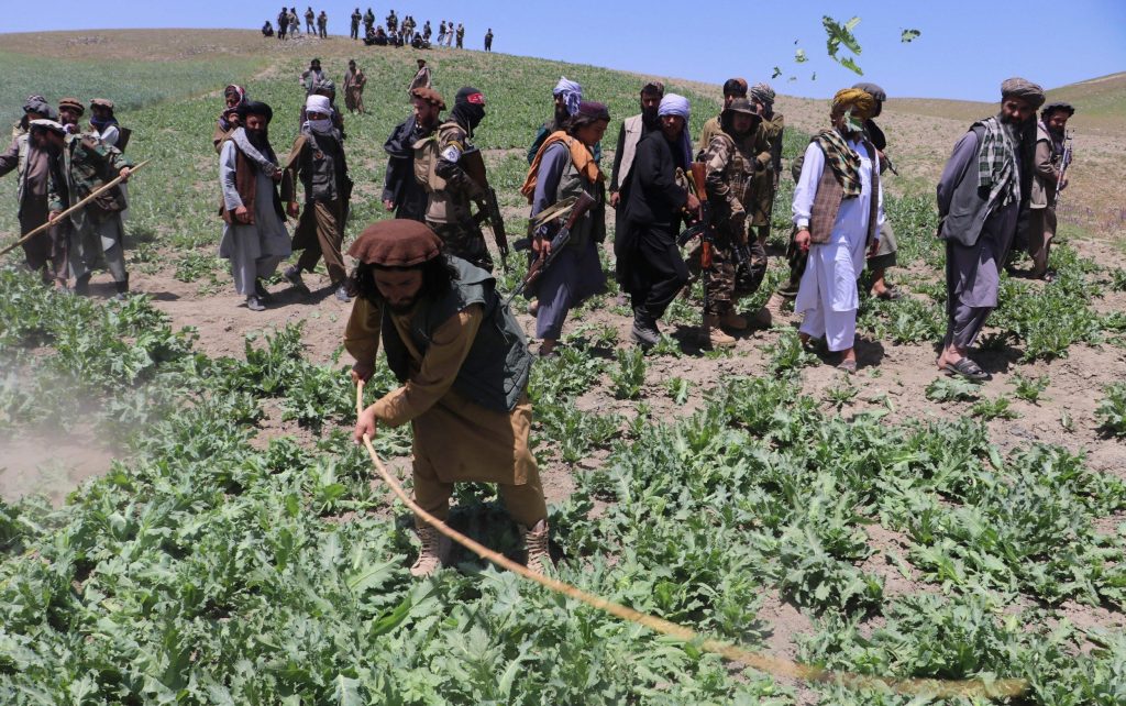 Opium Poppy Cultivation in Afghanistan Decreases 95% Underneath the Taliban